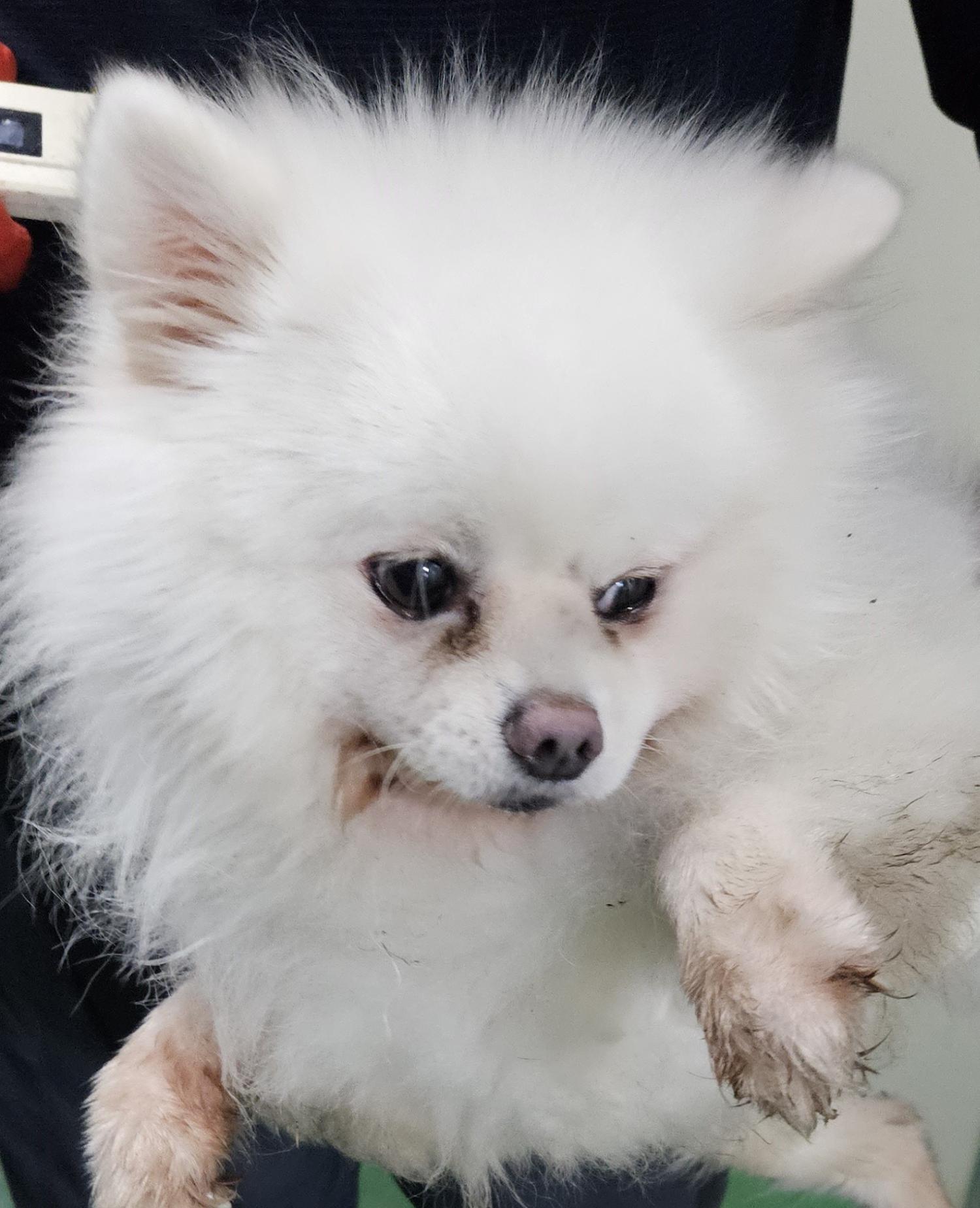 대구유기동물보호협회_427347202300931