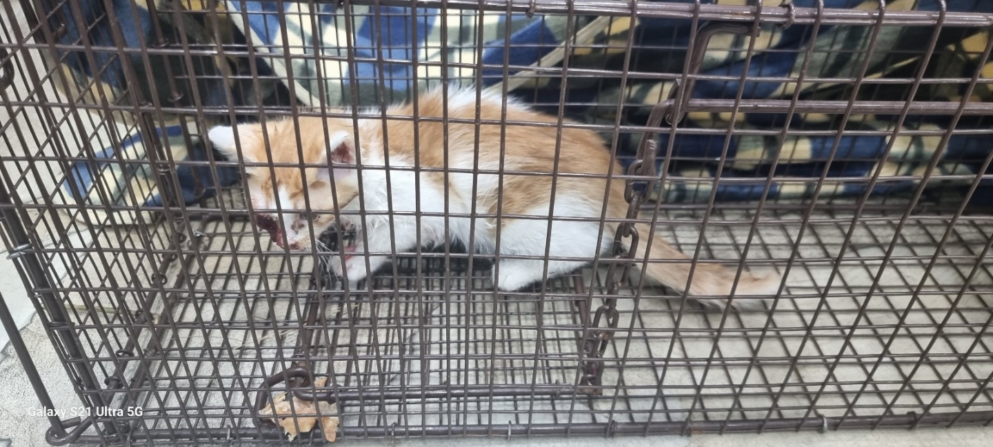 고양시동물보호센터_441394202302117