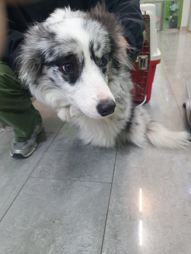펫앤쉘터동물병원_441378202301726