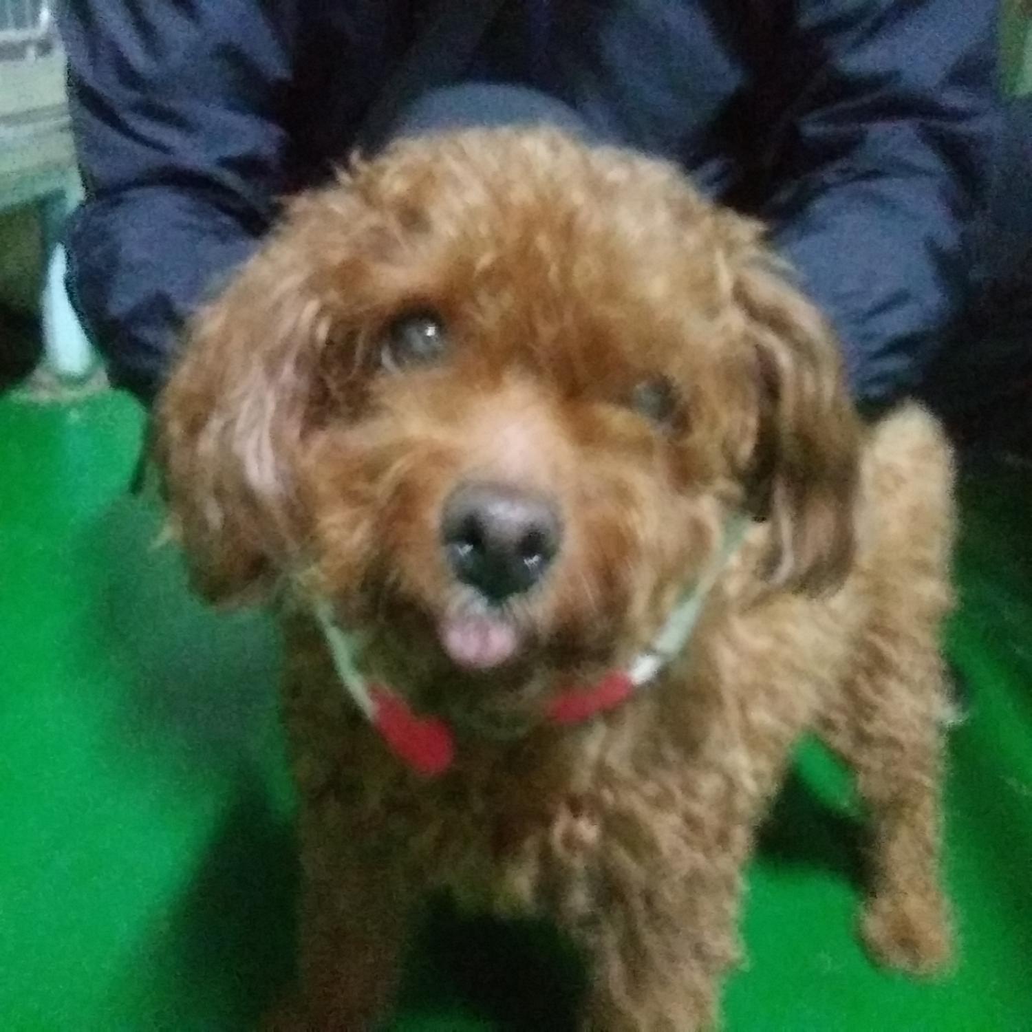 인천광역시수의사회_428351202300798