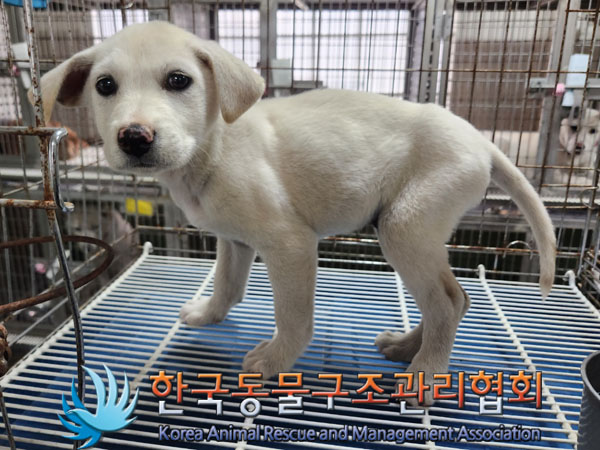 한국동물구조관리협회_441409202301602