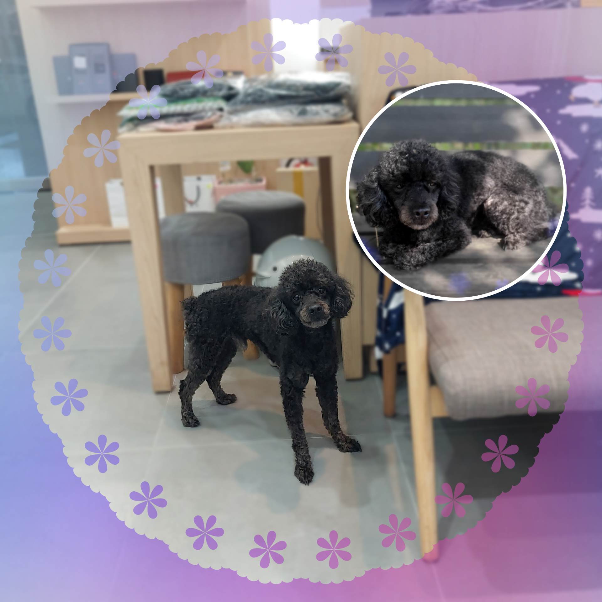 군산유기동물보호센터_445467202302003