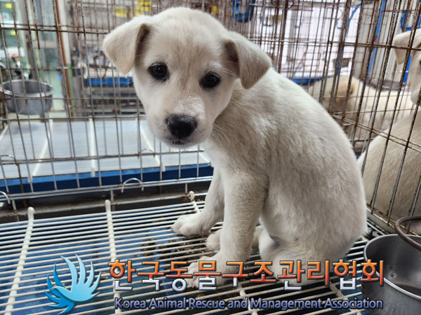 한국동물구조관리협회_441409202301603