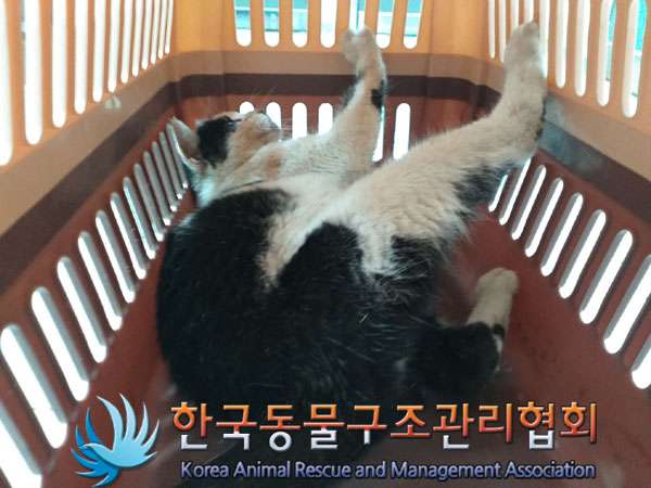 한국동물구조관리협회_411301202300530