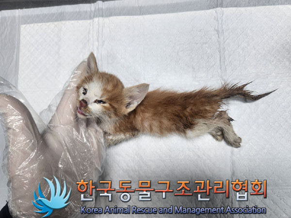 한국동물구조관리협회_411310202300465
