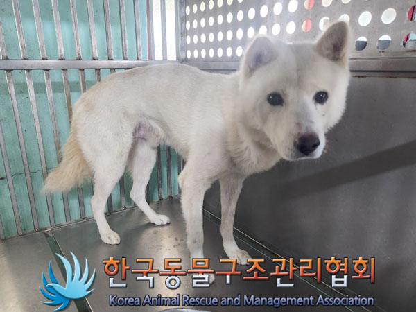 종료(안락사) 믹스…