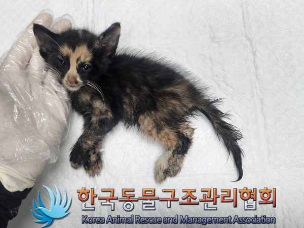 한국동물구조관리협회_411310202300466