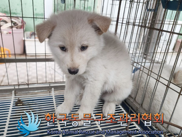 한국동물구조관리협회_441406202301511