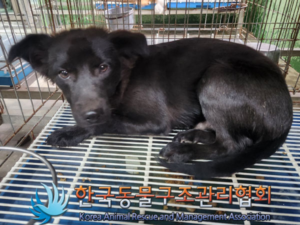 한국동물구조관리협회_441560202301364