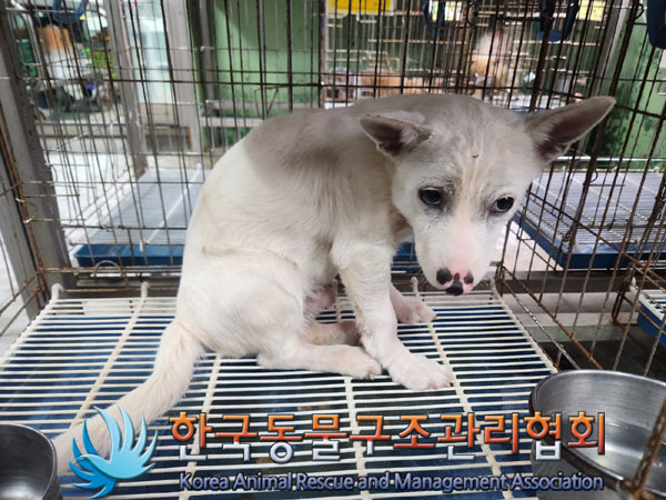 한국동물구조관리협회_441560202301365