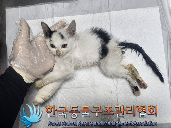 한국동물구조관리협회_411304202300671