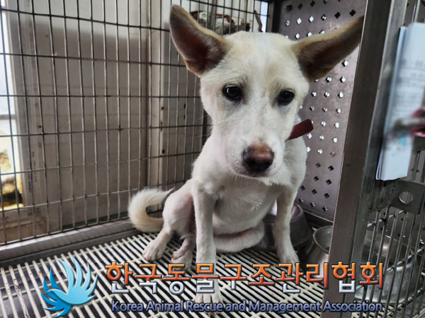 종료(자연사) 믹스…