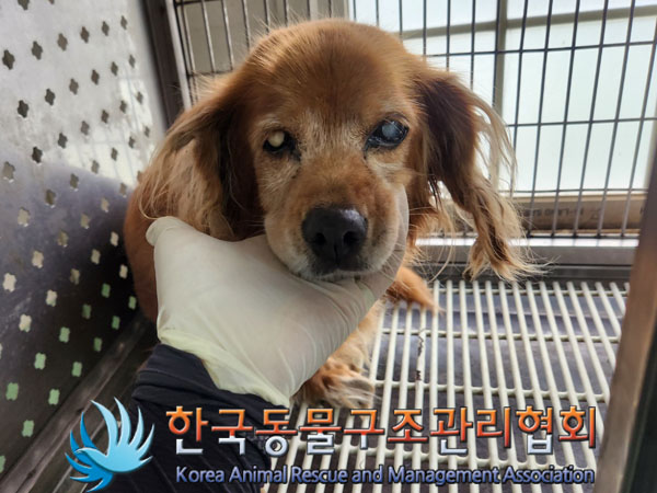 한국동물구조관리협회_411310202300464