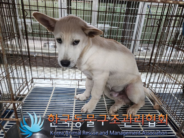 종료(안락사) 믹스…