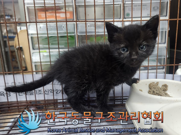 종료(입양) 한국 …