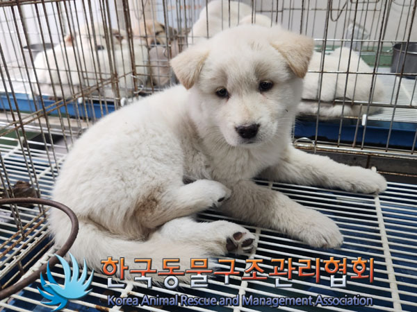 한국동물구조관리협회_441406202301509