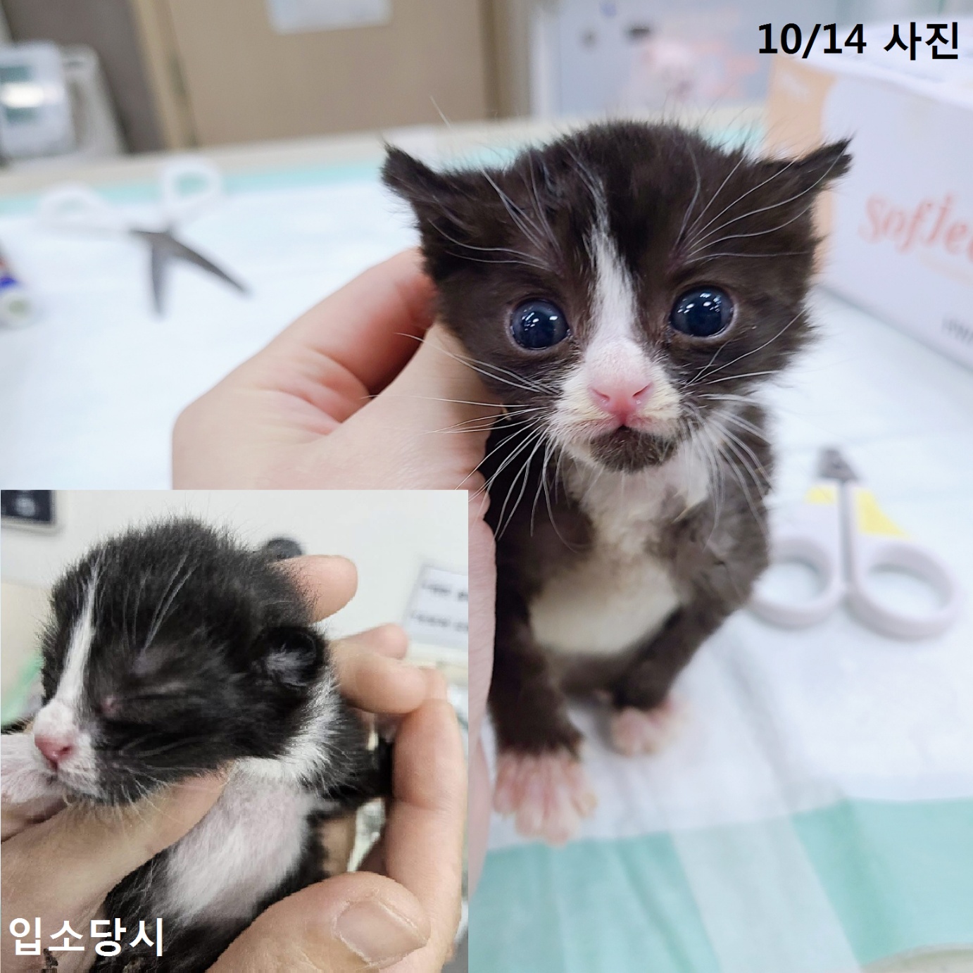 보호중 한국 고양이…