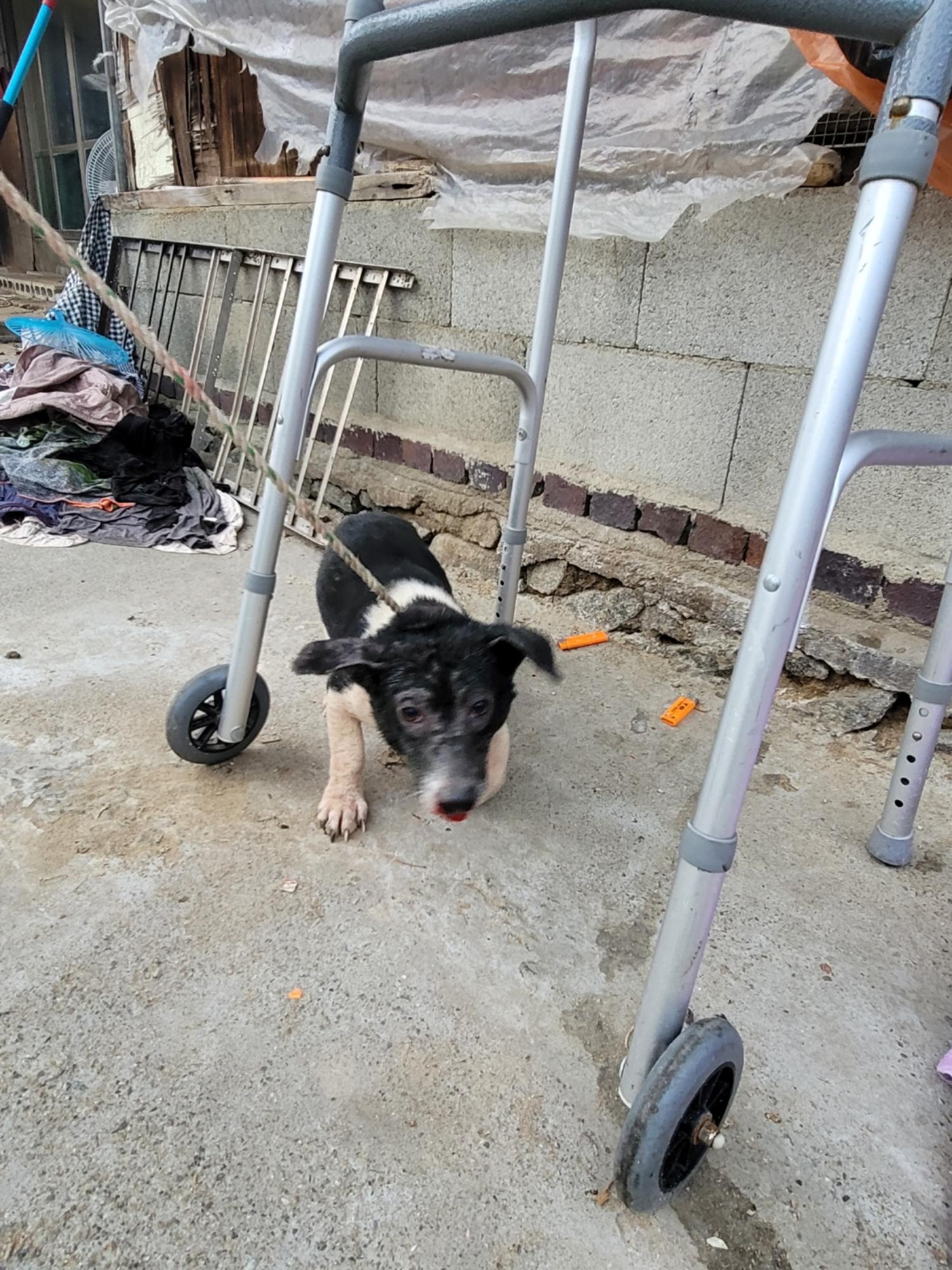 괴산증평동물보호센터_443446202300420