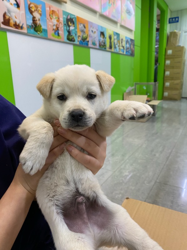 펫앤쉘터동물병원_441378202301728