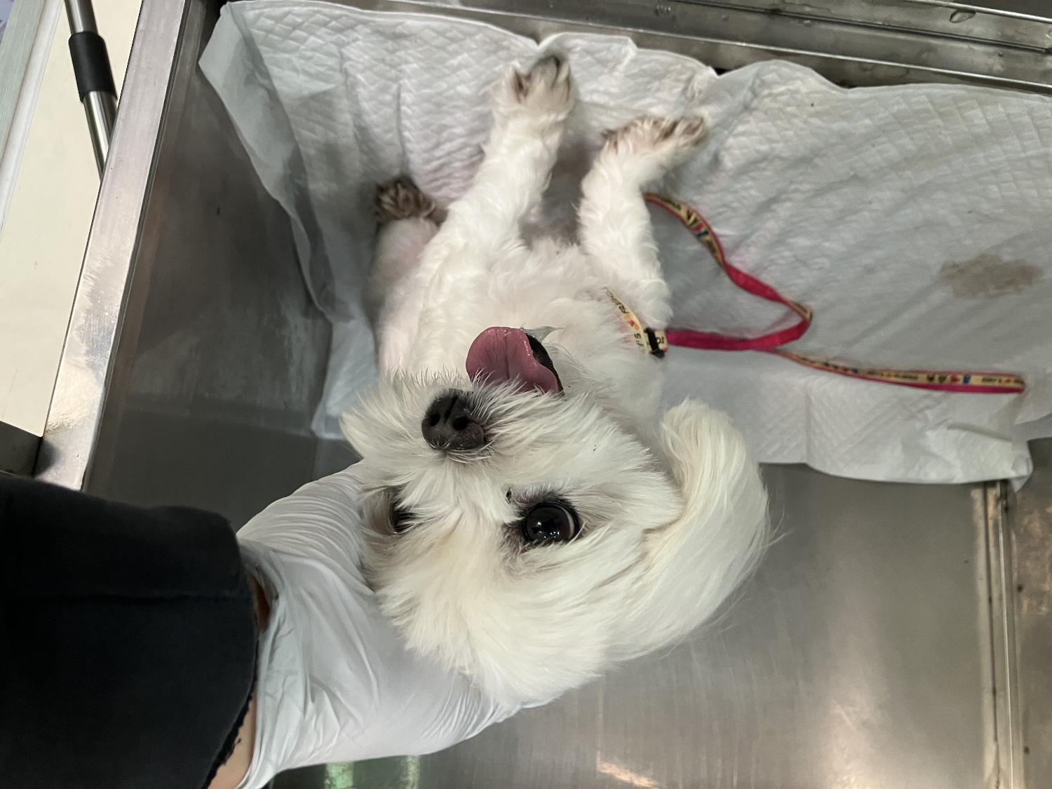 광주 동물보호소_429360202300869