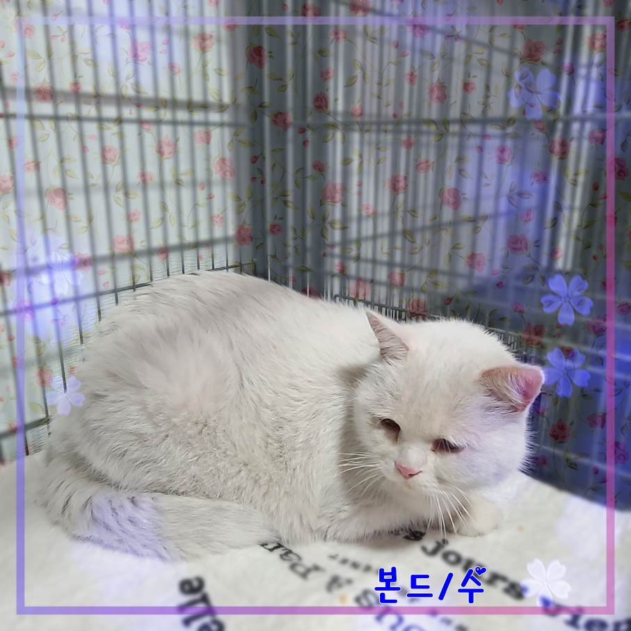 보호중 터키시앙고라…