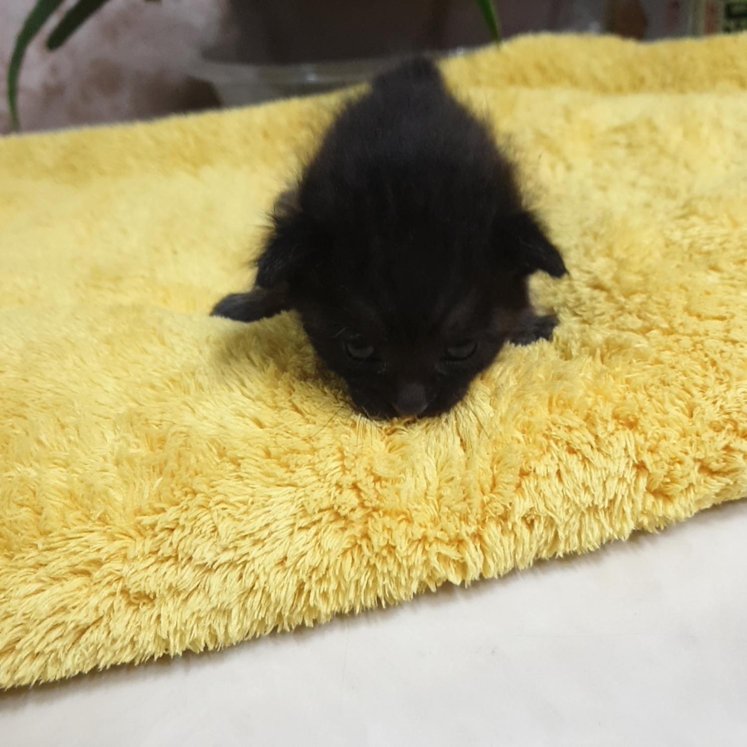 보호중 한국 고양이…
