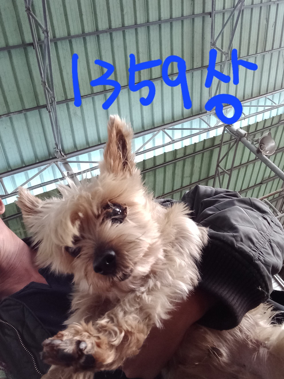 평택시유기동물보호소_441391202302495