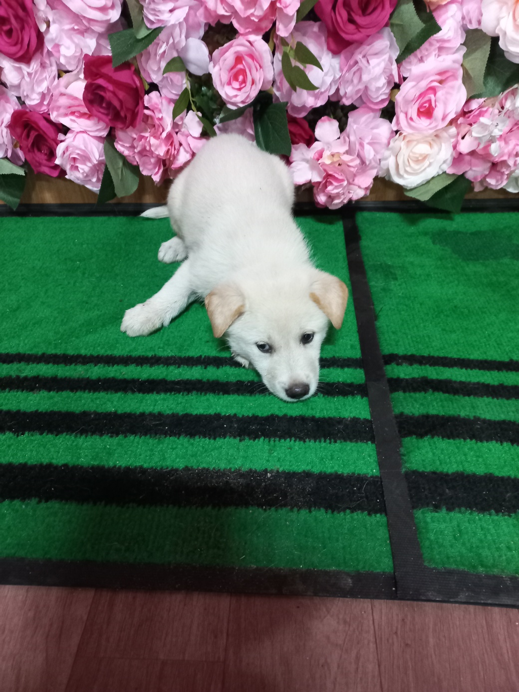 청도군동물보호소_447519202300294