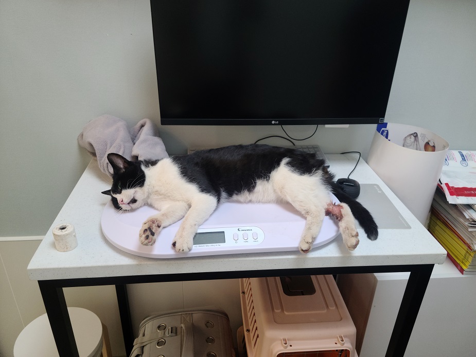 한국동물구조관리협회_411300202300405