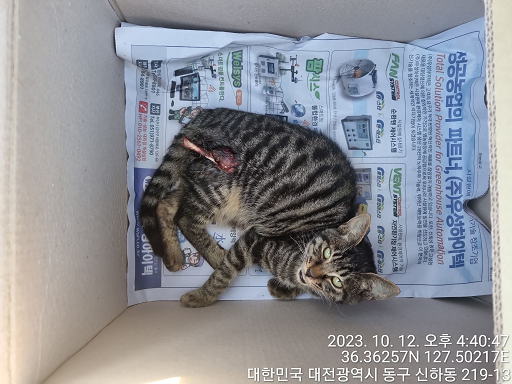 종료(안락사) 한국…