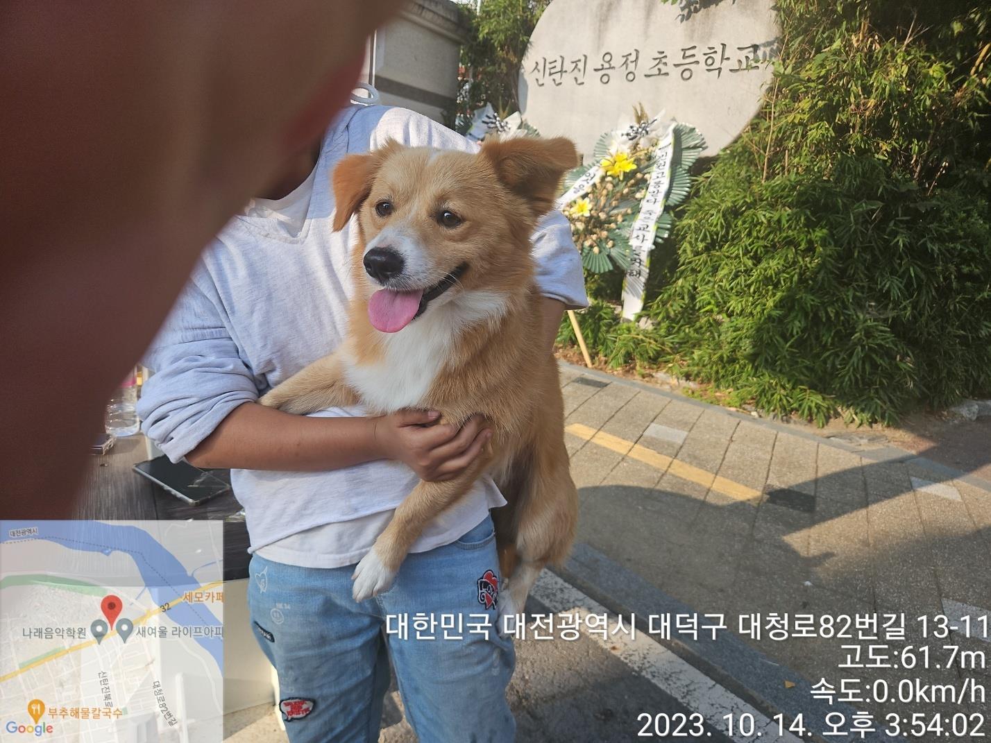 종료(반환) 믹스견…