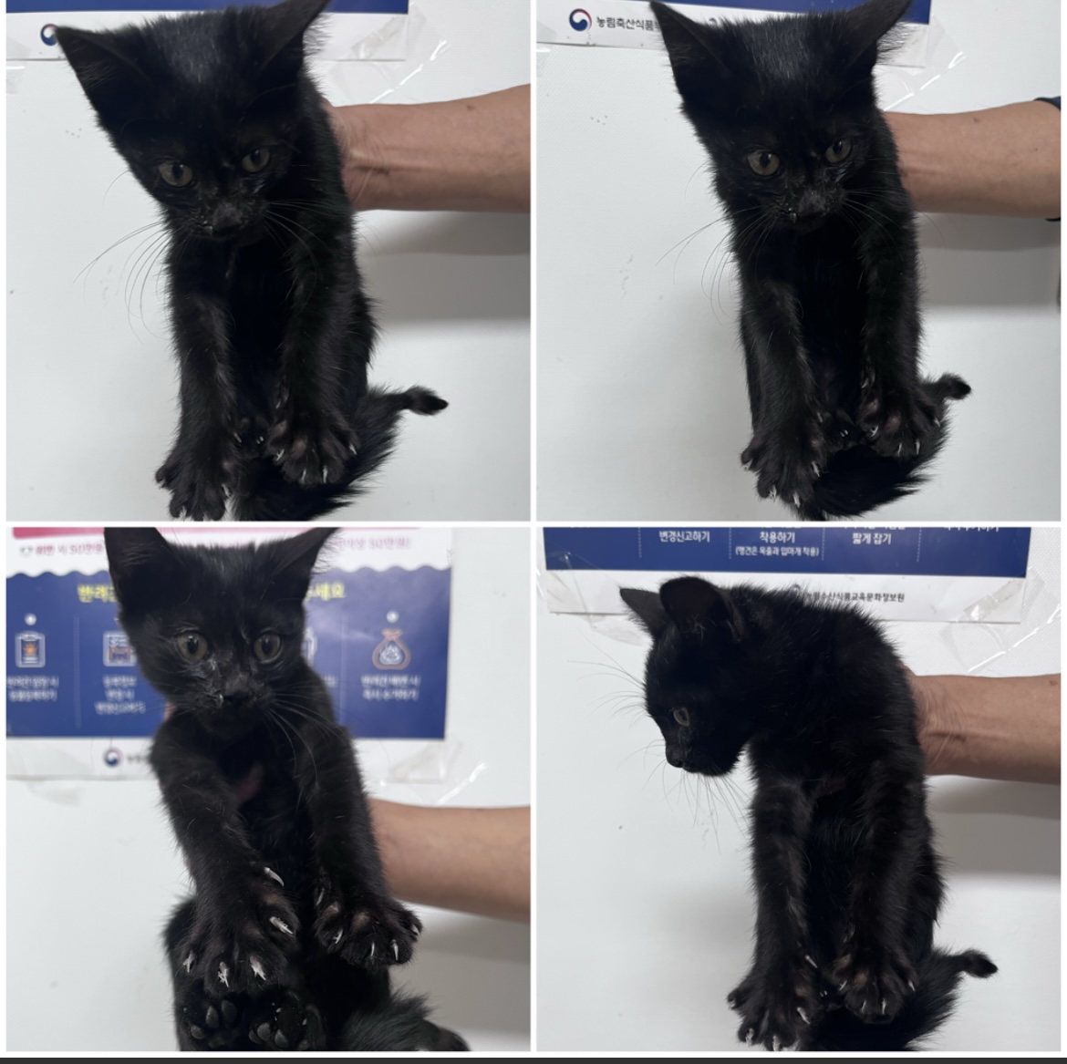 천안시유기동물보호소_444449202302186