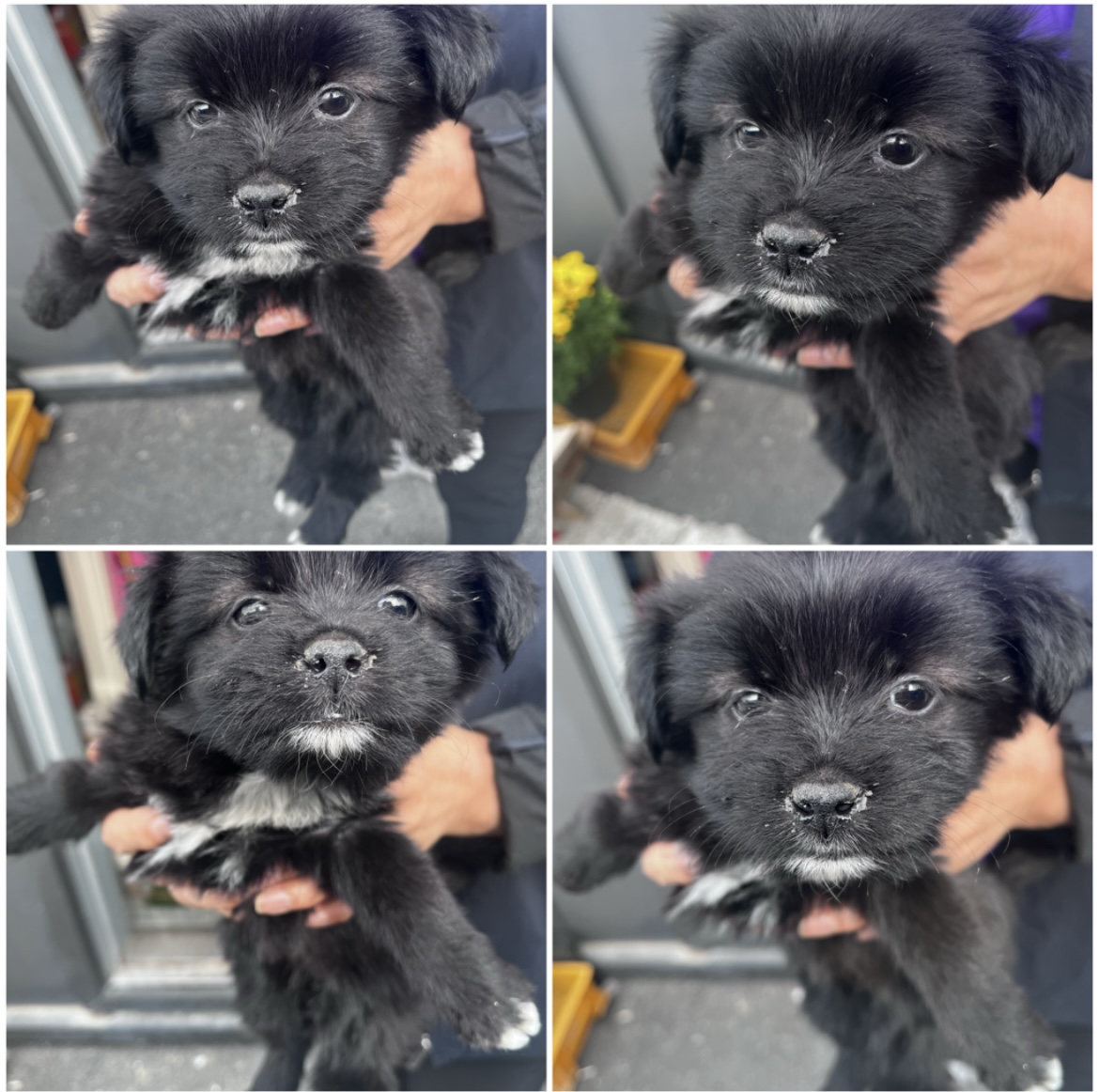 천안시유기동물보호소_444449202302197