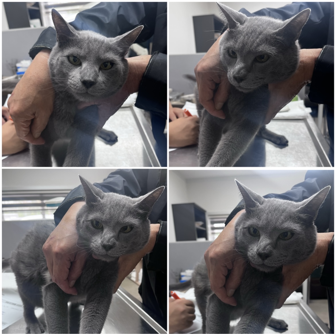 천안시유기동물보호소_444449202302196