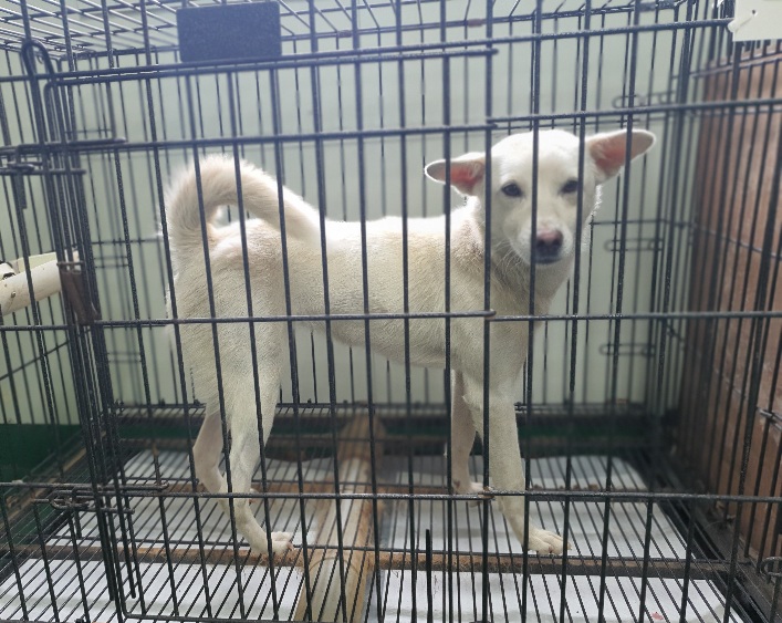 공주시 동물보호소_444450202300565