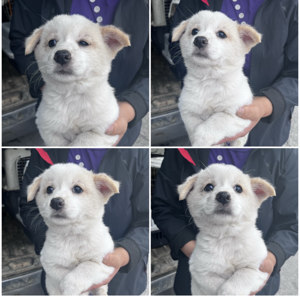 천안시유기동물보호소_444449202302195