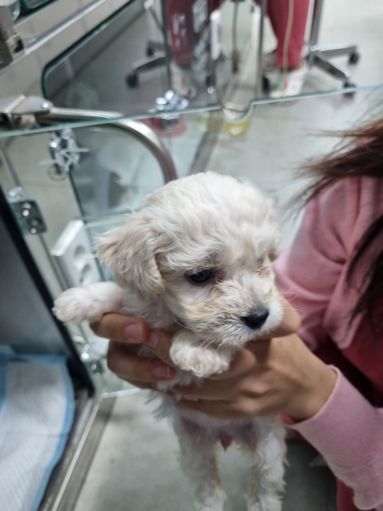 종료(입양) 비숑 …