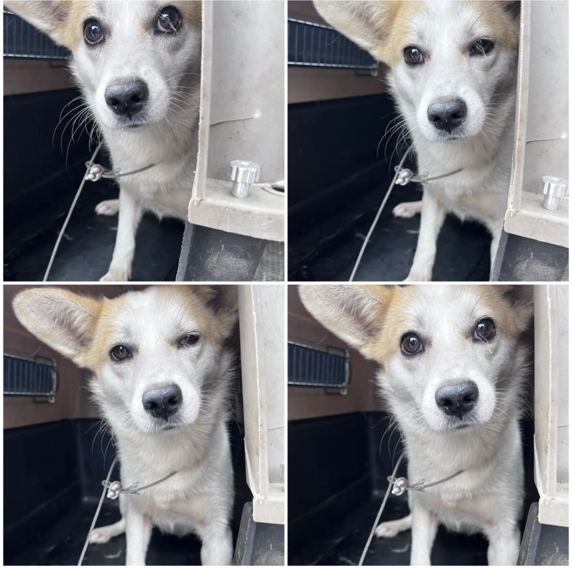 천안시유기동물보호소_444449202302201