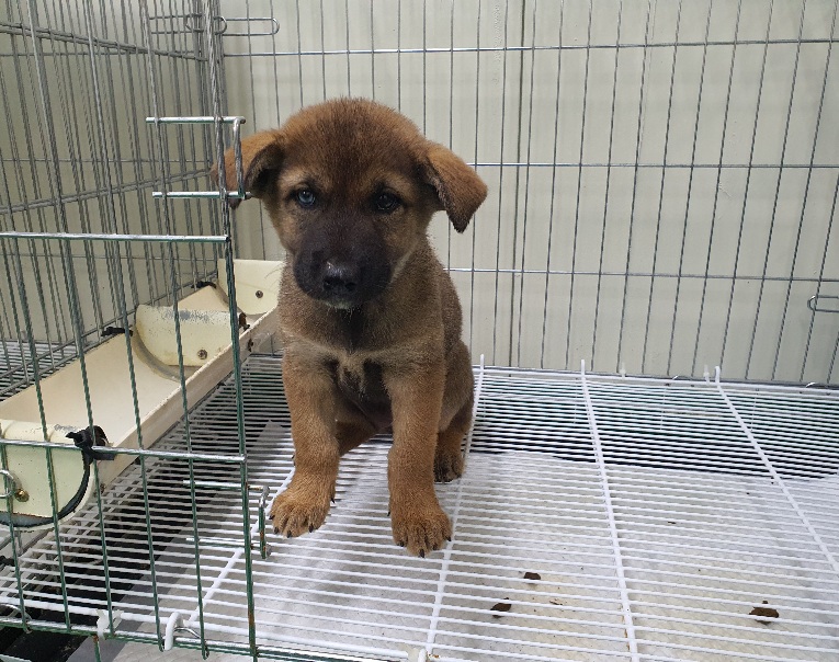 공주시 동물보호소_444450202300563