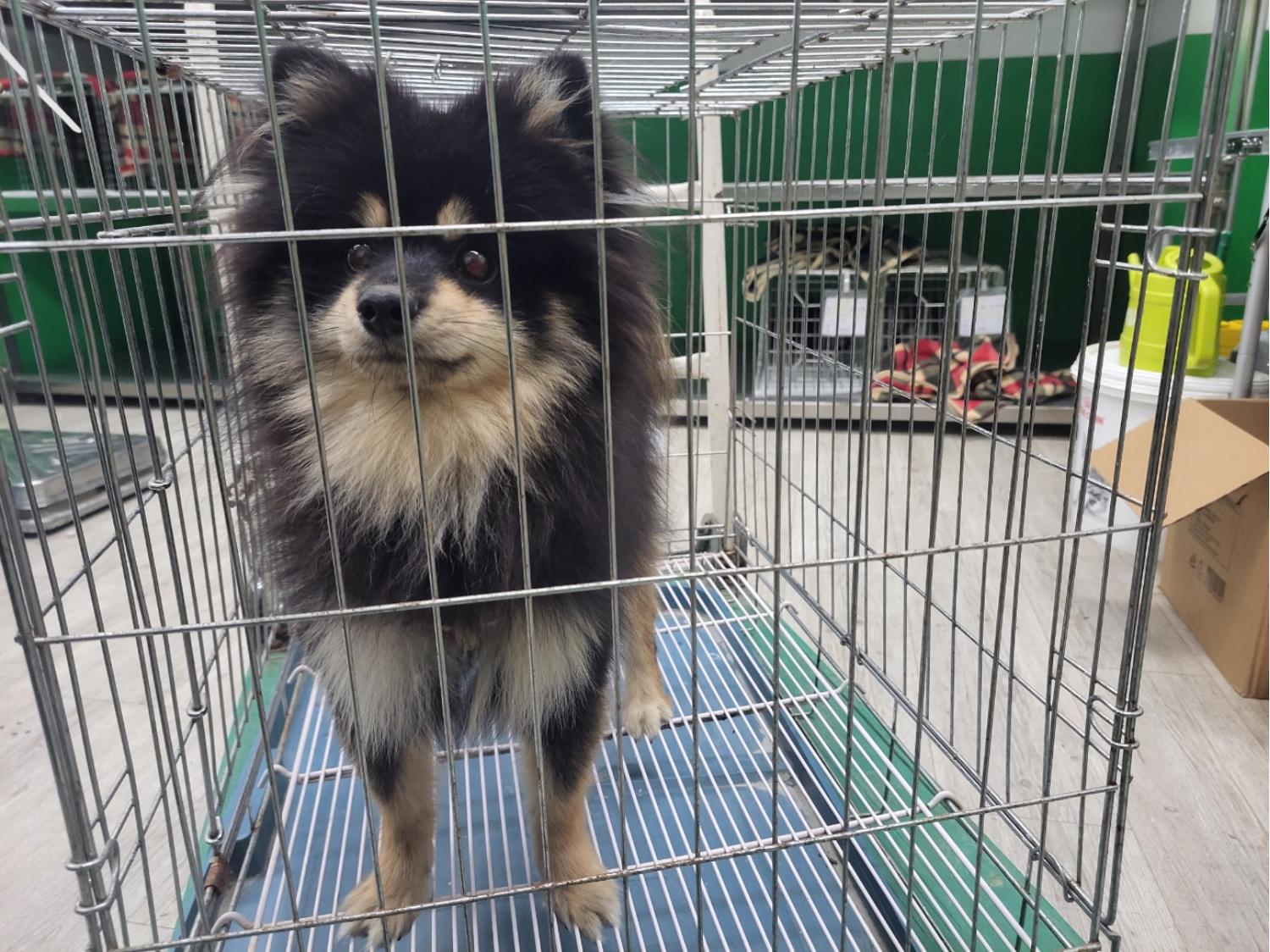 고양시동물보호센터_441394202302122