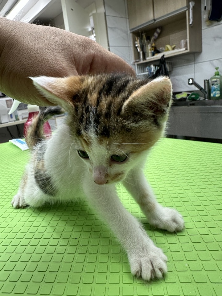 보호중 한국 고양이…