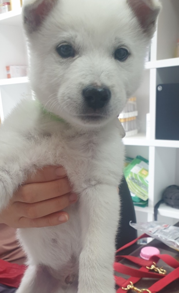 구례군동물보호센터_446487202300193