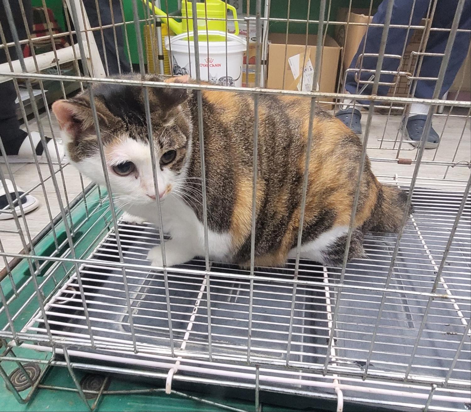 보호중 한국 고양이…