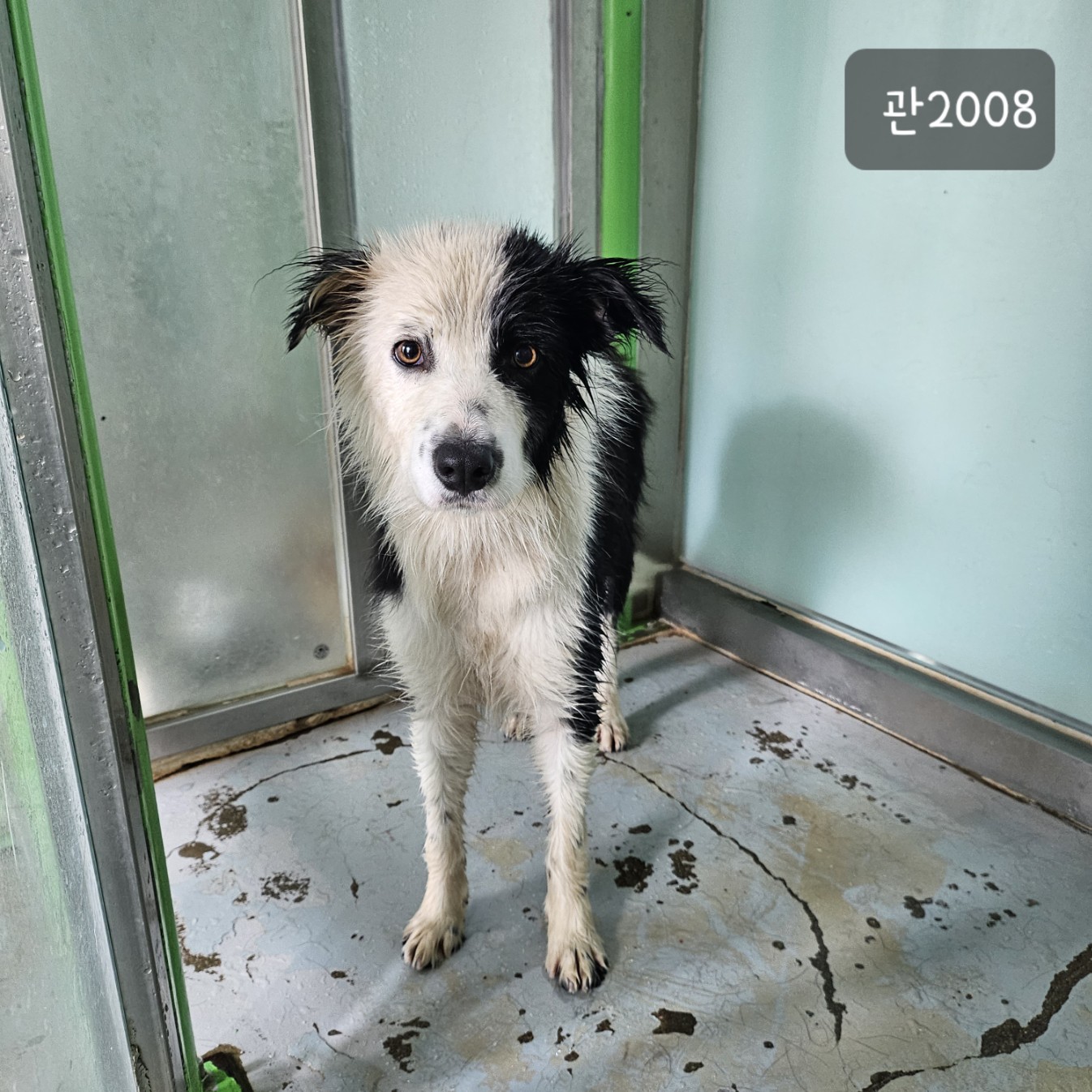 고양시동물보호센터_441394202302008
