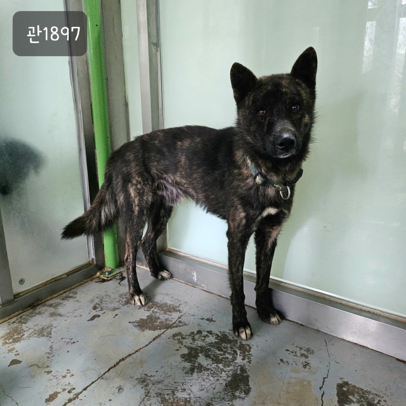 [개] 믹스견 경기-고양-2023-00699 유기동물 배경 이미지 입니다.