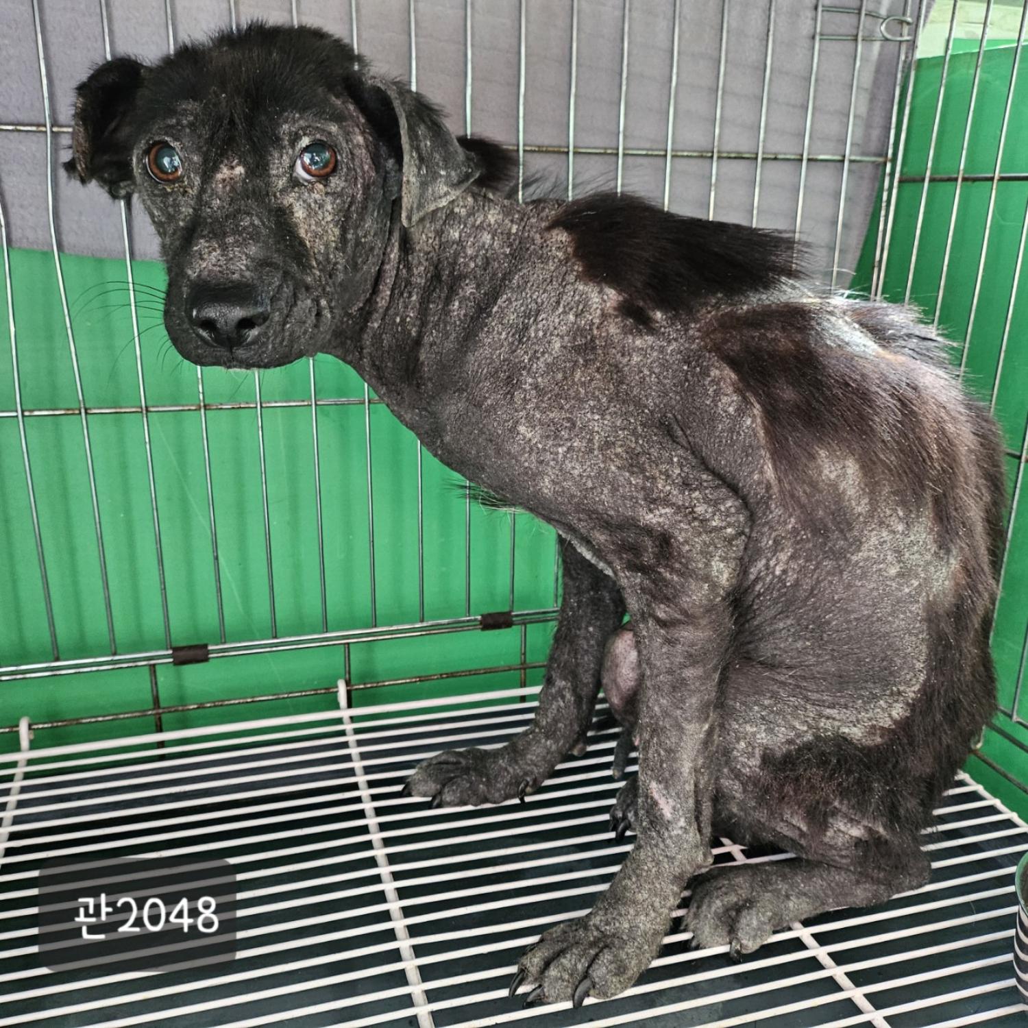 고양시동물보호센터_441394202302048