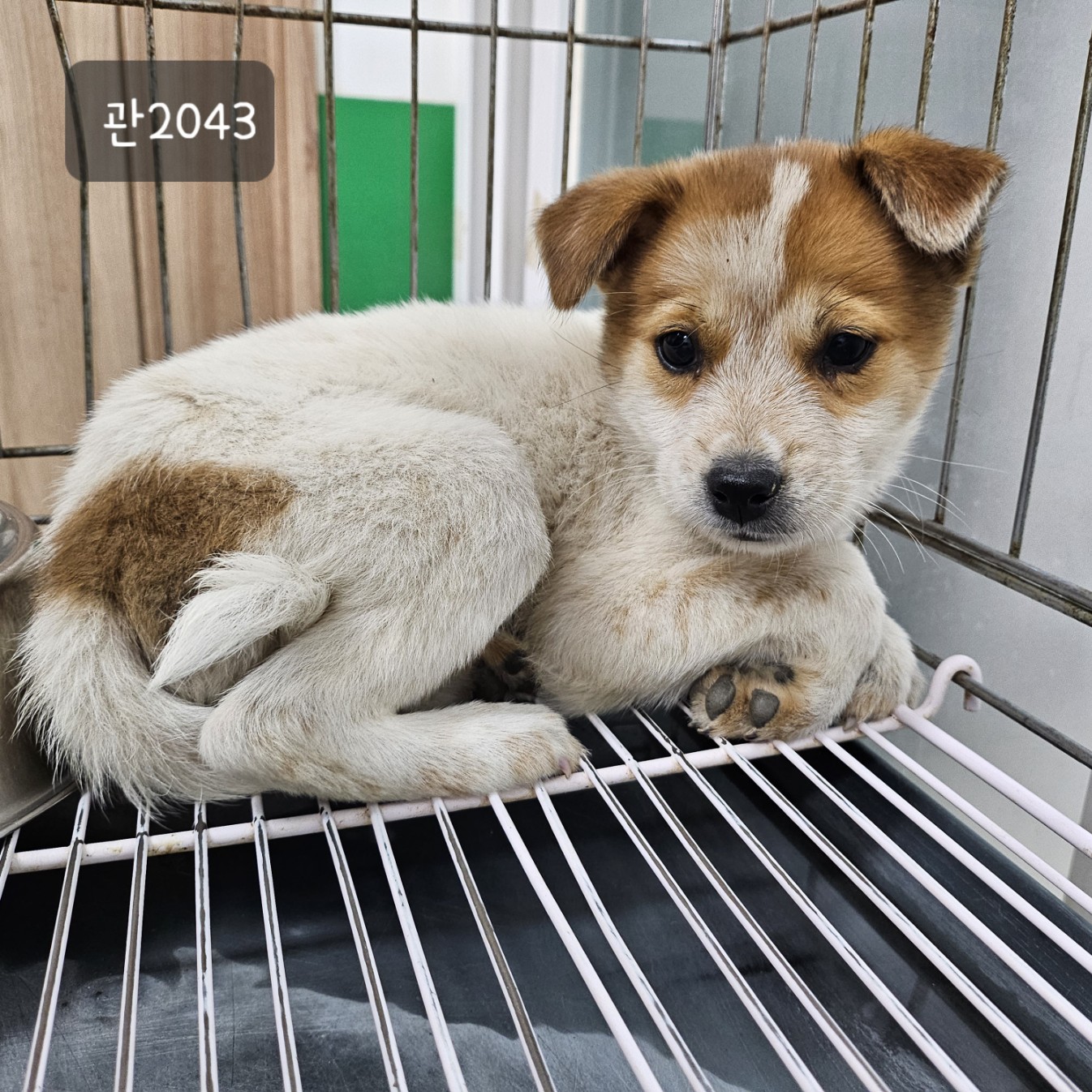 고양시동물보호센터_441394202302043