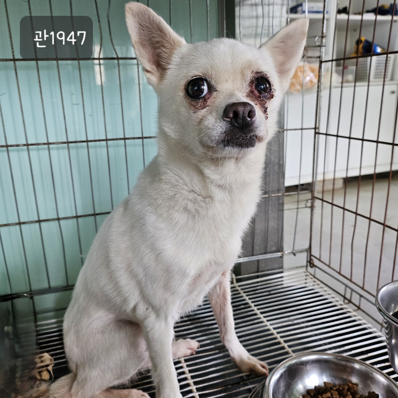 고양시동물보호센터_441394202301947
