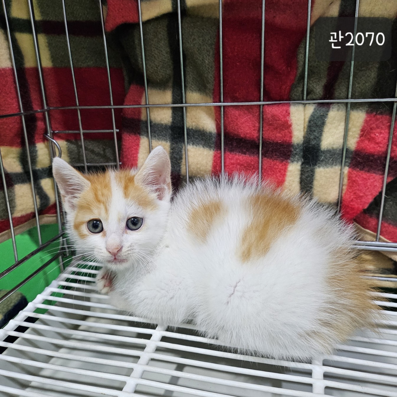 고양시동물보호센터_441394202302070