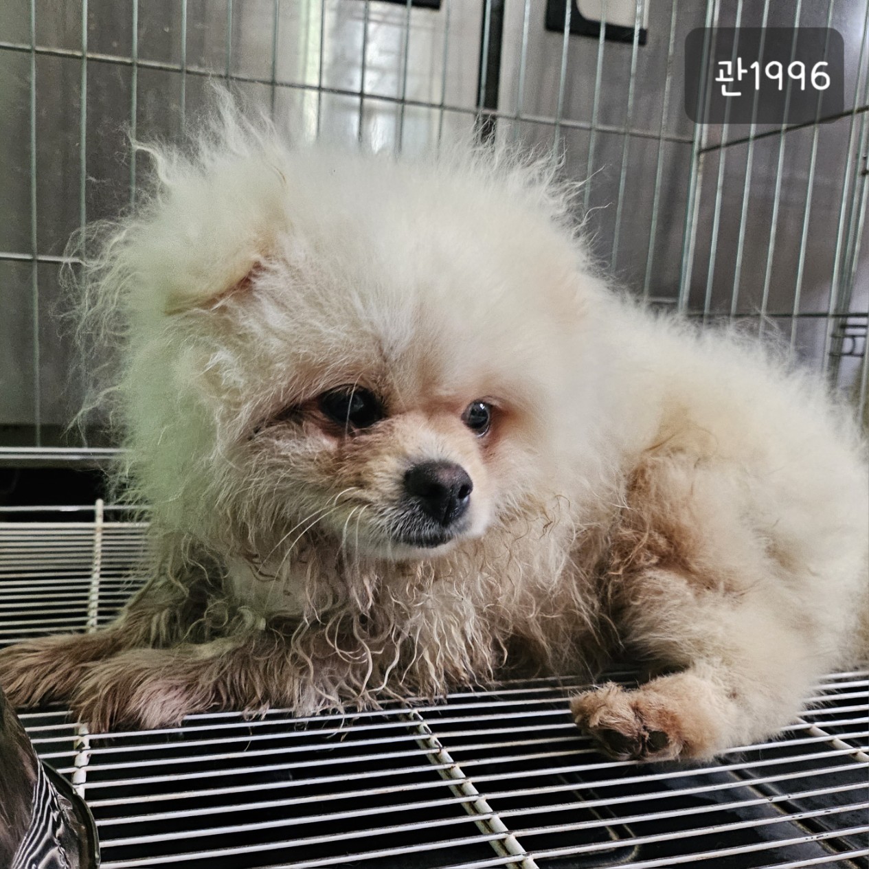 고양시동물보호센터_441394202301996